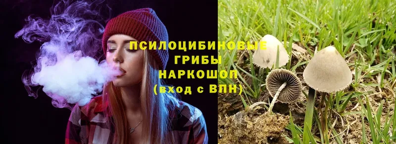 omg ТОР  Лысьва  Псилоцибиновые грибы Cubensis  что такое  